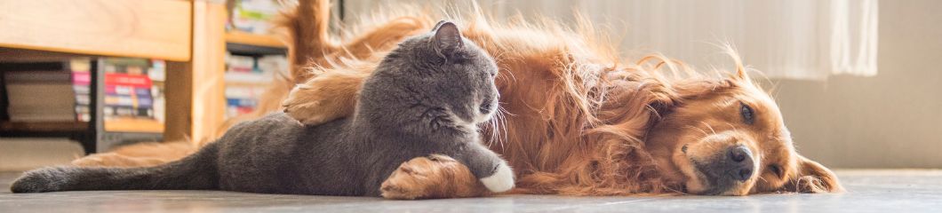 Spelende kat en hond