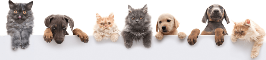 Une série de chats et chiens en ligne