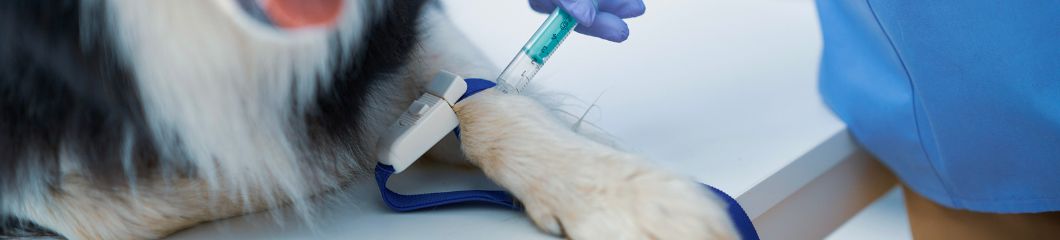 Hond behandeld door dierenarts
