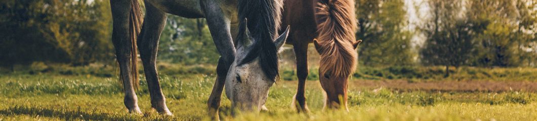 Paarden grazen